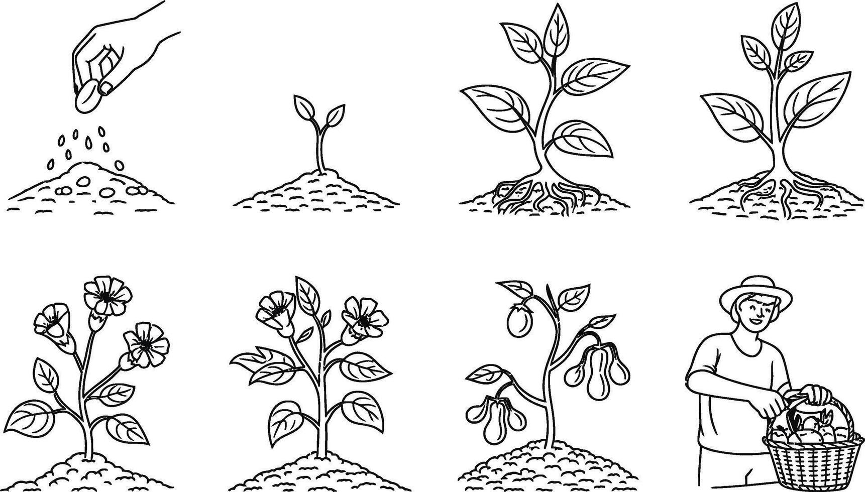 Plant life cycle from seed to harvest illustrated in a simple black and white line art vector