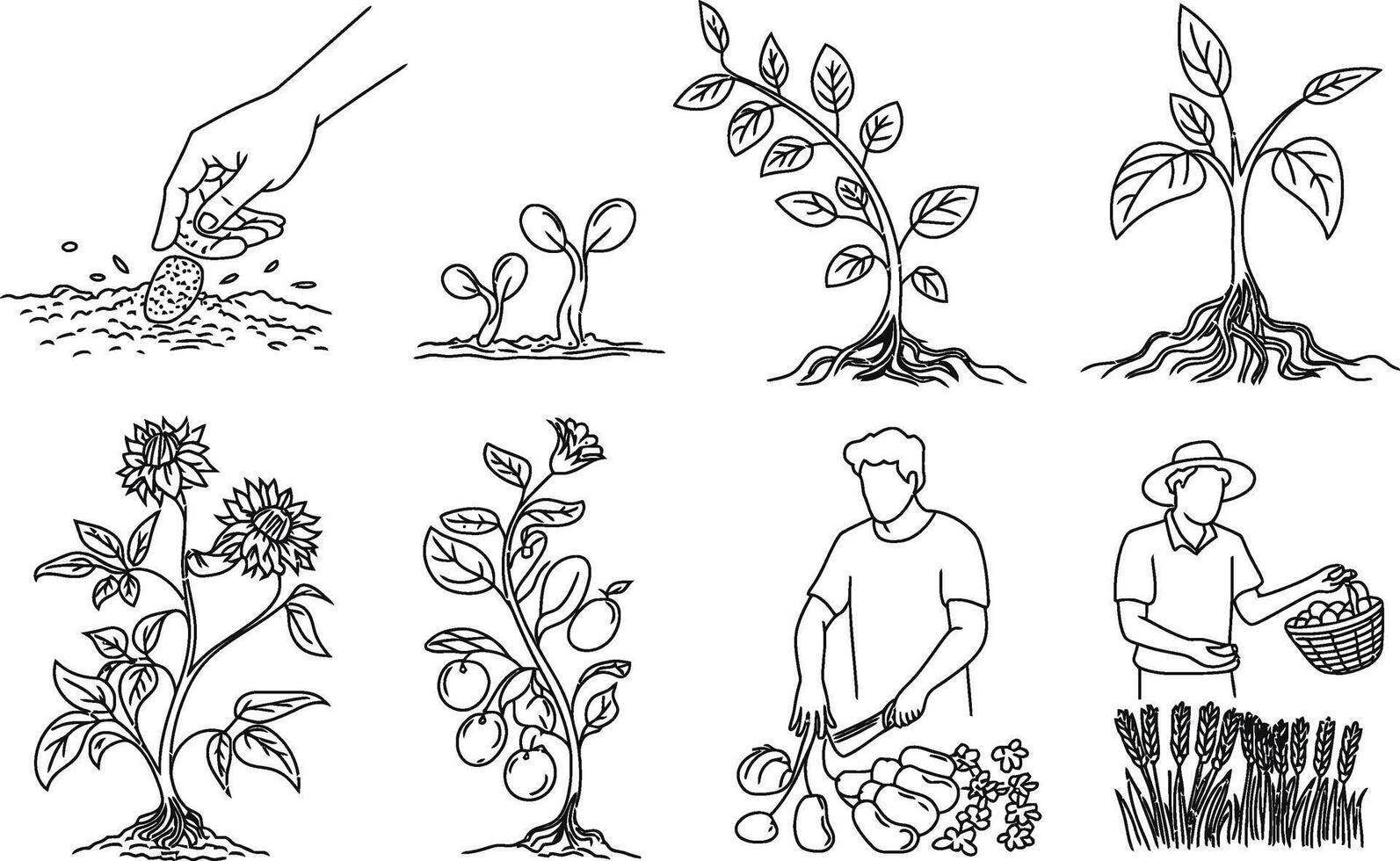 Line art illustrations of agricultural processes showing seedling development and crop harvesting vector