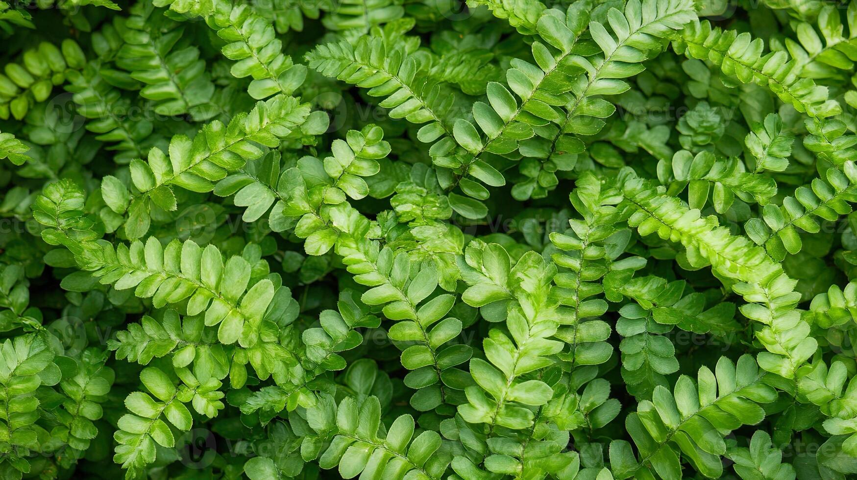 Vibrant green fern fronds forming dense natural pattern. photo