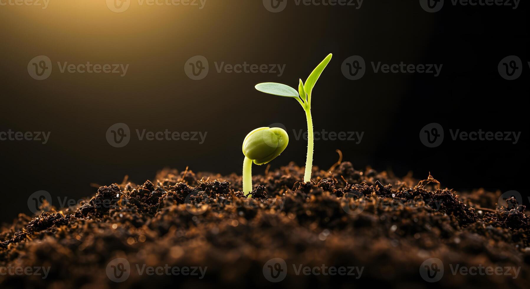 Seedling Emerging From Soil in a Dark Background Showing Growth photo