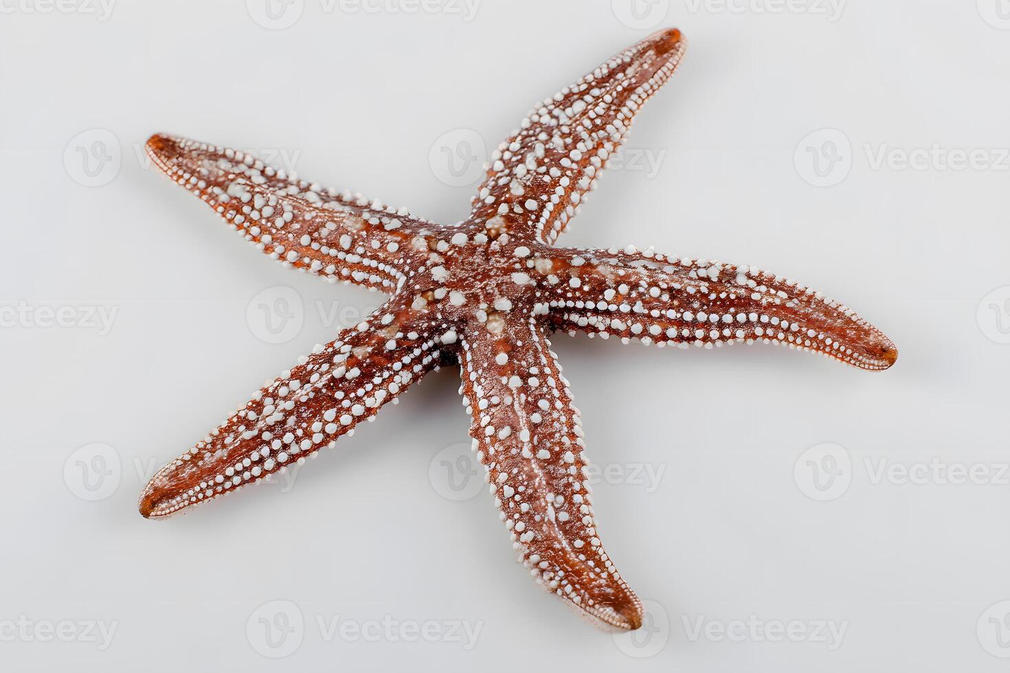 Starfish on a clean white background, showcasing its unique texture and color. photo