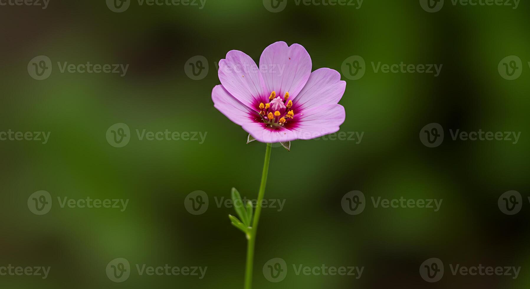 Ultra-Photorealistic Capture of a Flower Delicate Blooming Moment photo