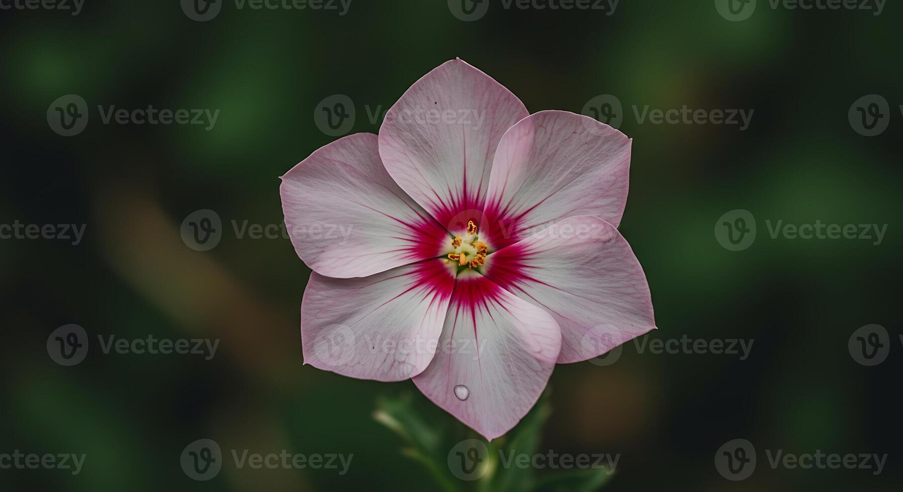 Outdoor Wildflower Captured with High Detail and Photorealism photo