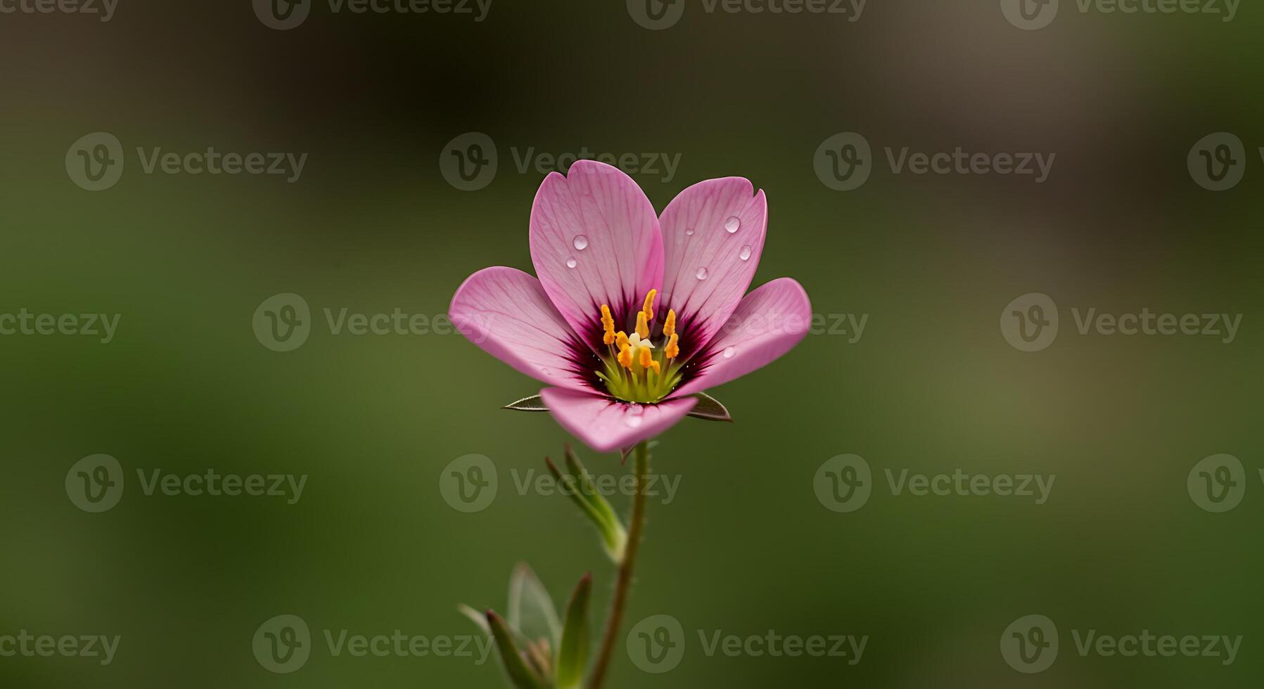 Close-Up Flower Photography Capturing Color, Detail, and Realism photo