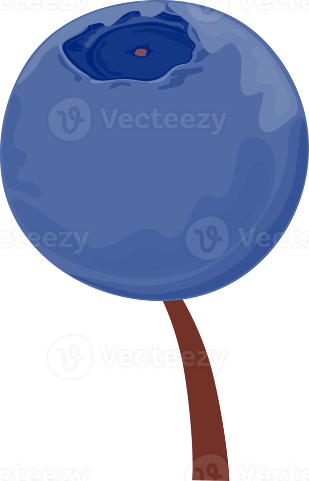 One plump blueberry on a slightly curved brown stem. Isolated on transparent background. png