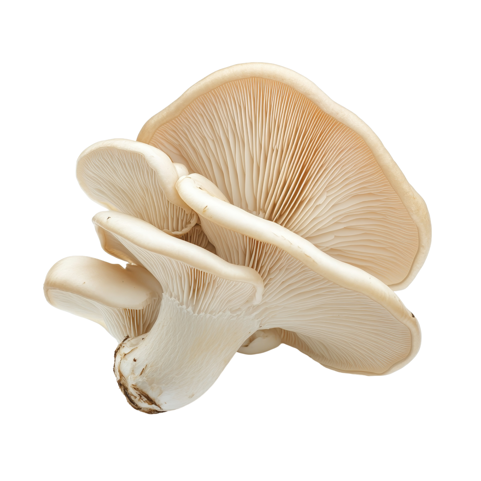 Oyster mushroom isolated against a clean transparent background highlighting its unique texture and shape in detailed clarity, oyster mushroom isolated on transparent background png