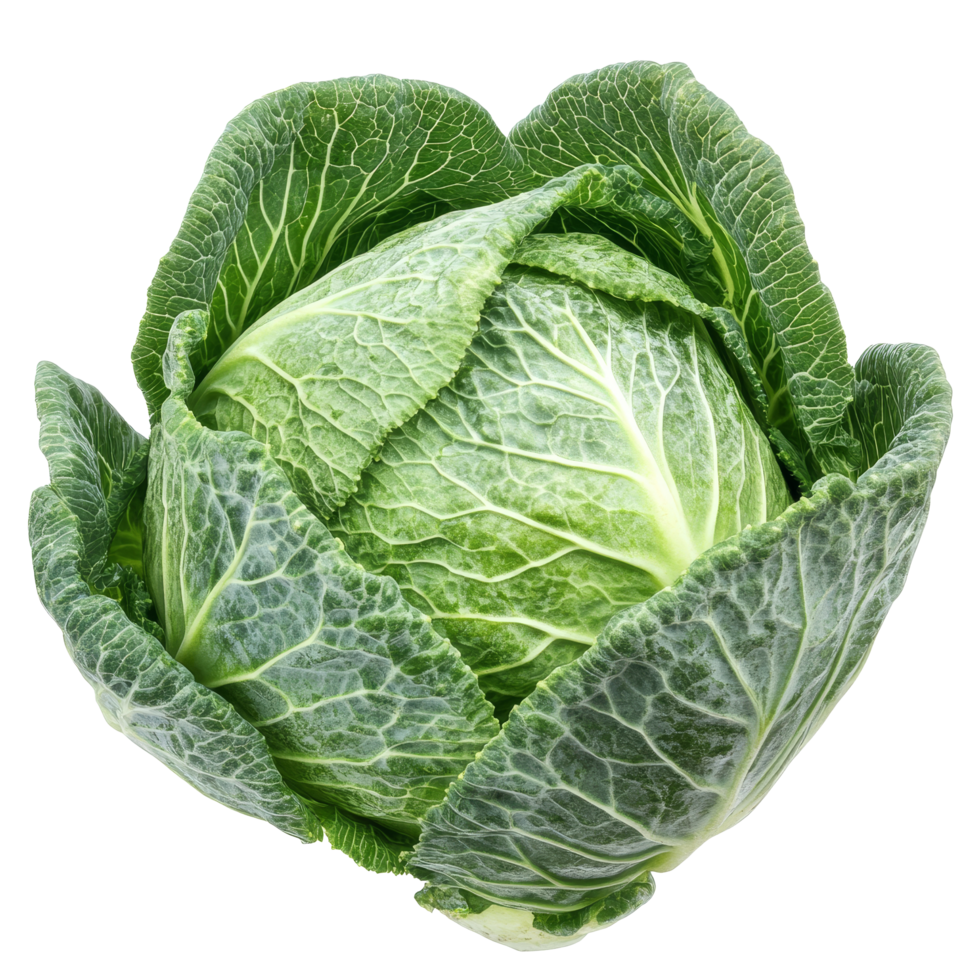 Fresh pointed cabbage on a transparent background showcasing its vibrant green leaves and crisp texture, Pointed cabbage isolated on transparent background png