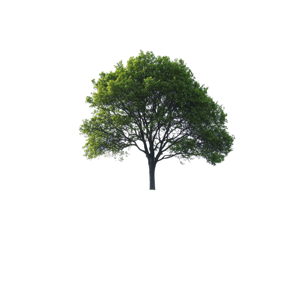A solitary tree stands proudly atop a lush green hill against a bright transparent background, single tree on grass hillsetisolated on transparent background png