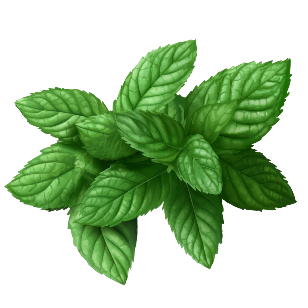 Fresh mint leaves arranged on a transparent surface, showcasing their vibrant green color and texture, Fresh mint leaves on transparency png