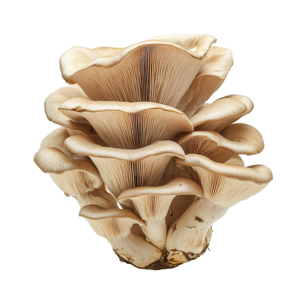 Fresh oyster mushroom isolated on a clean transparent background, showcasing its unique structure and creamy tones, oyster mushroom isolated on transparent background png
