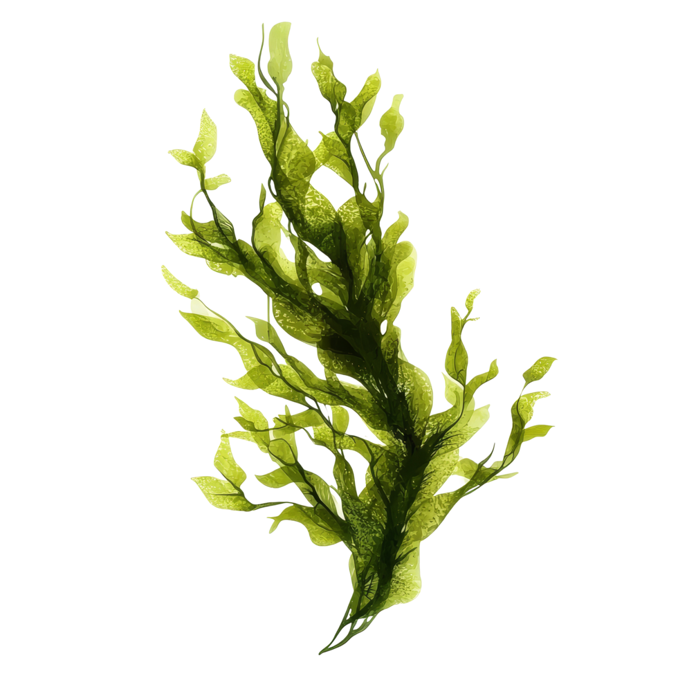 Algae isolated on transparent background showcasing vibrant green hues and unique leaf structures, Algae isolated on transparent background. Algae transparent background png