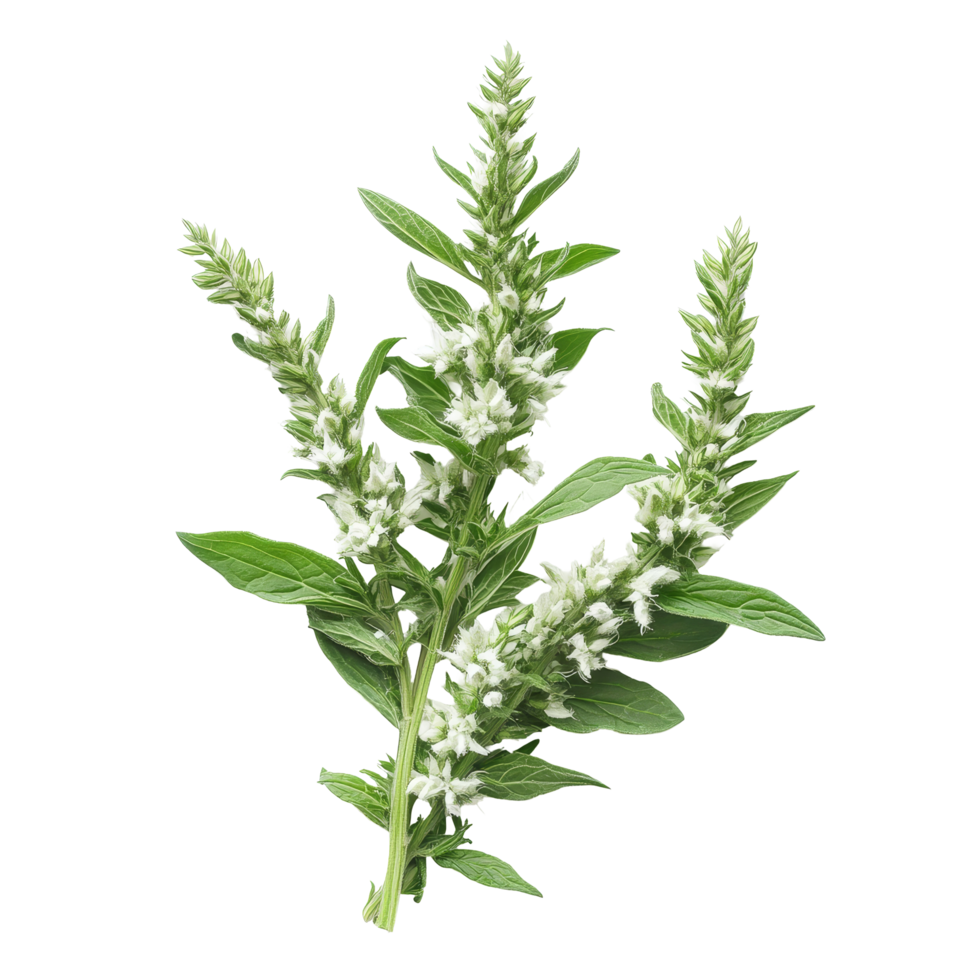 Fresh transparent mugwort on a clean transparent background showcasing its vibrant green leaves and delicate transparent flowers, transparent mugwort on transparent background png