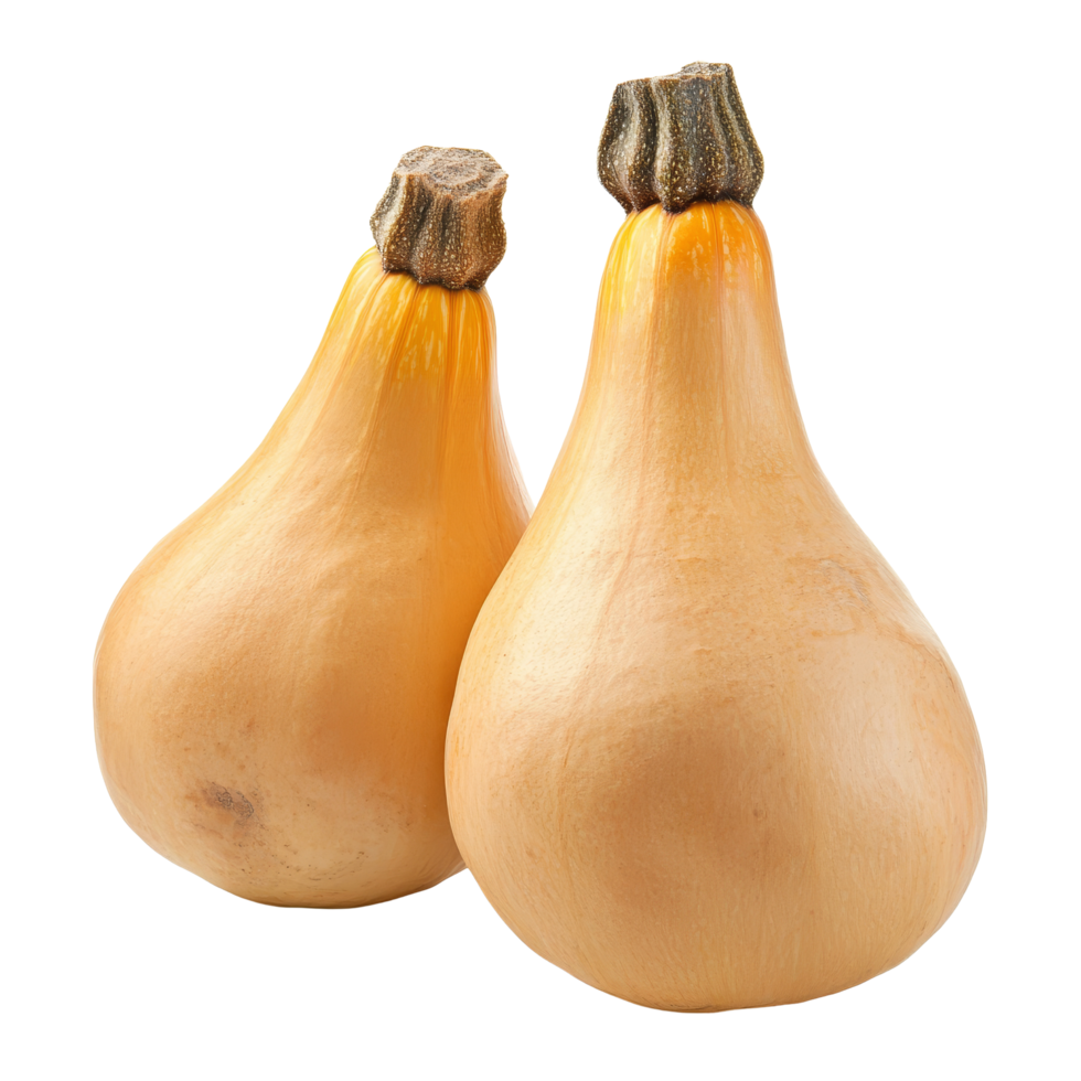 Fresh butternut squash on a transparent background perfect for autumn recipes and seasonal cooking inspiration, Fresh butternut isolated on transparent background png