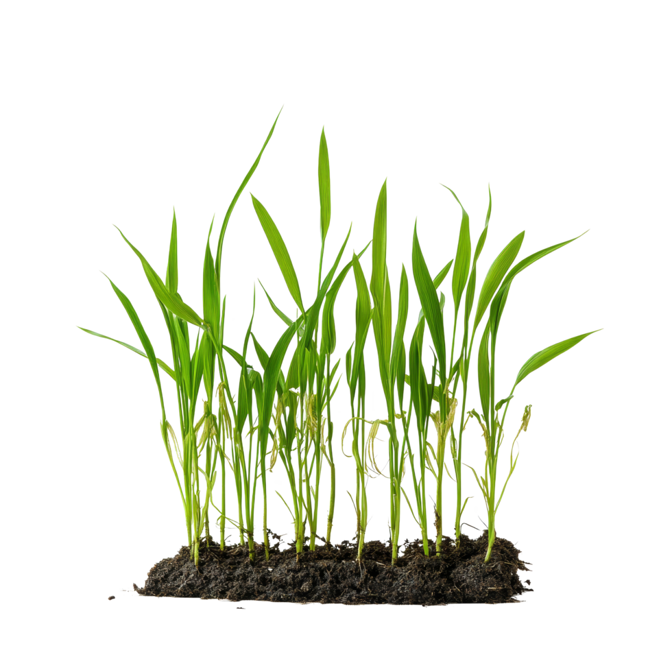 Small rice plants growing healthily on a transparent background showcasing early stages of rice cultivation, Small rice plants on transparent background. Rice seedlings transparent background png