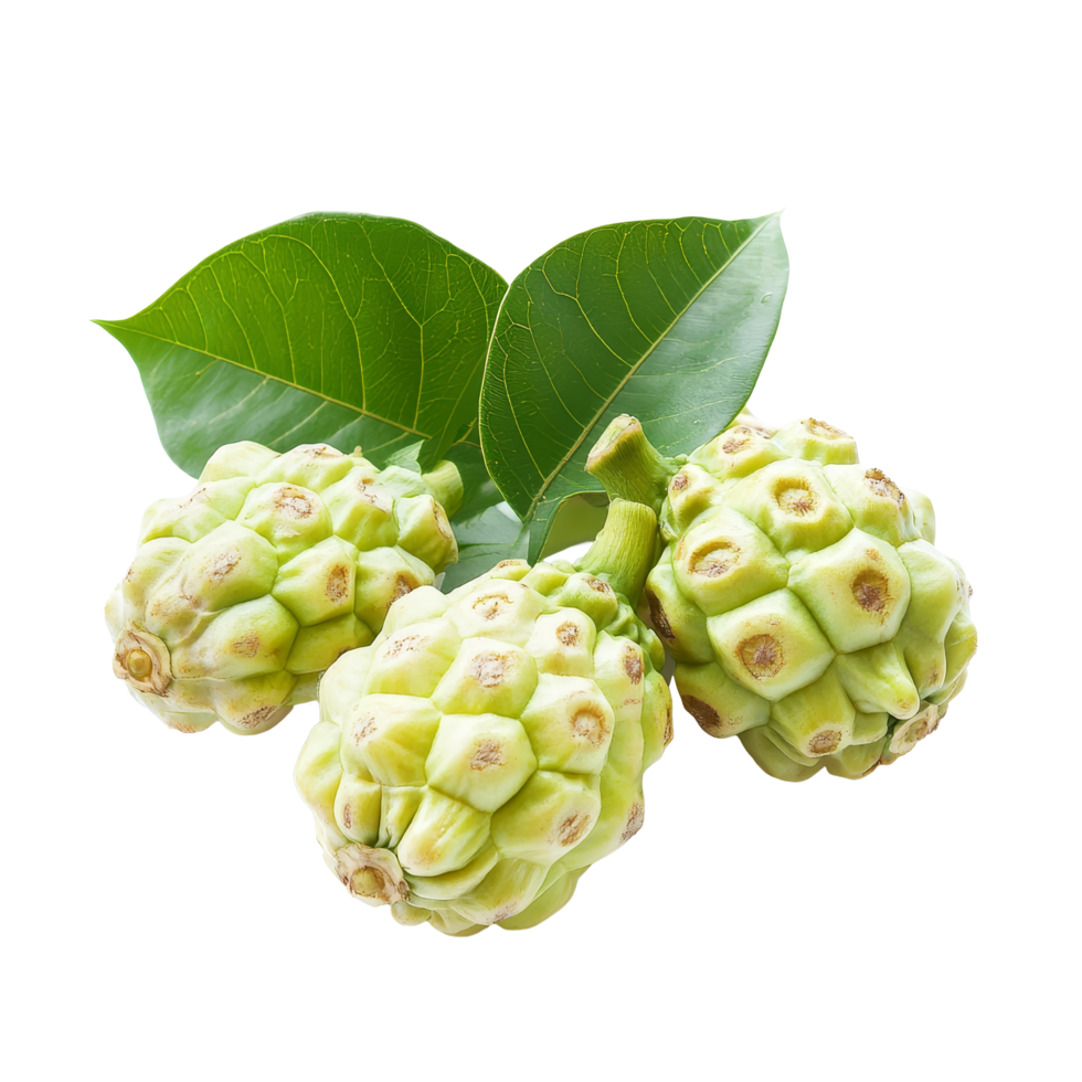 Three green noni fruits with leaves isolated on a plain transparent background showcasing their unique texture and shape, Noni islated on transparent background background png