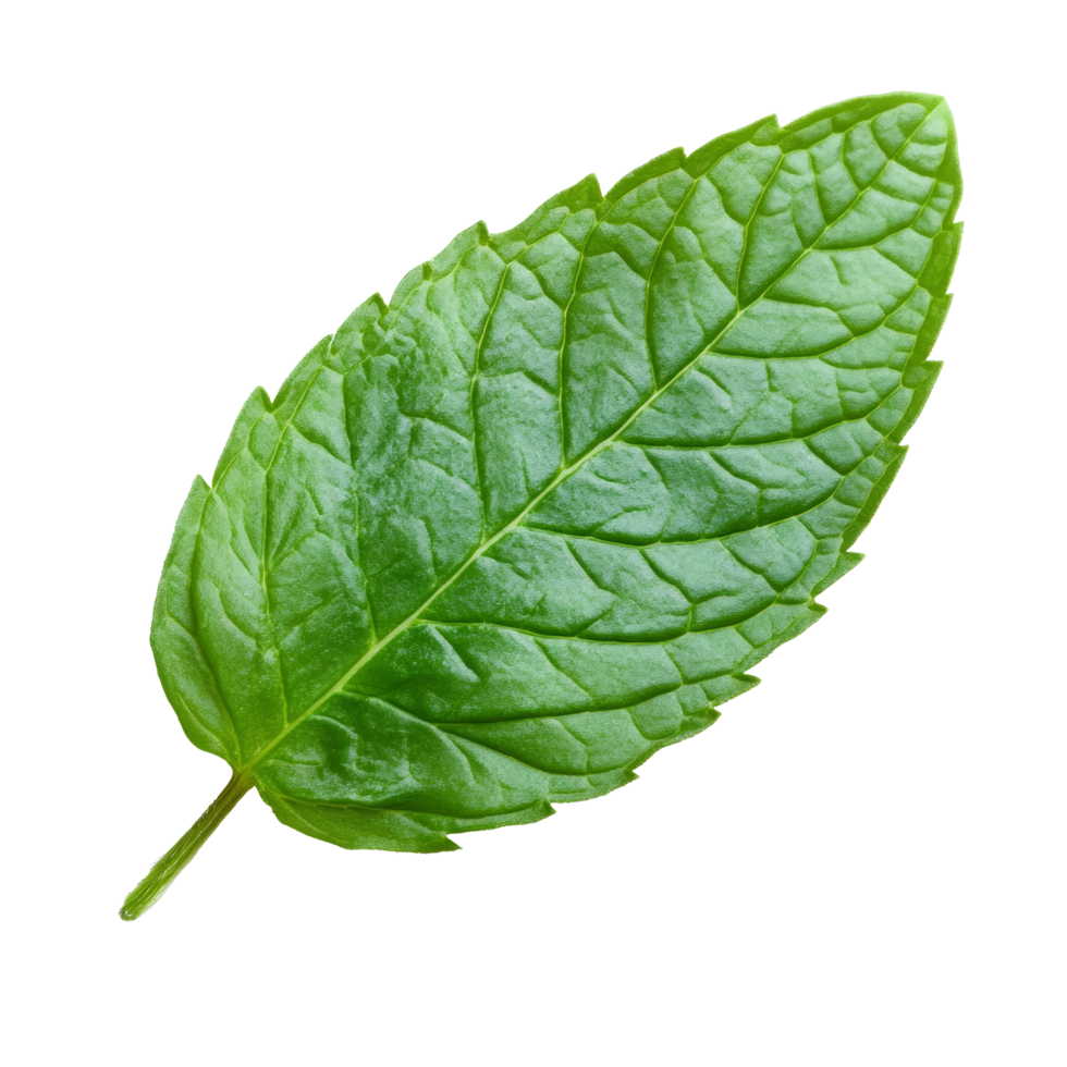 Fresh mint leaf against a bright transparent background highlighting its vibrant color and fine texture, Mint leaf transparent background png