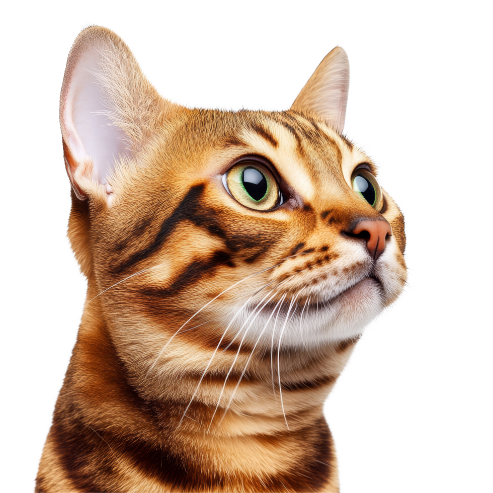 Closeup of a Bengal cat with striking features against a pure transparent background showcasing its unique markings and expressive gaze, Close up bengal cat isolated on transparent background png