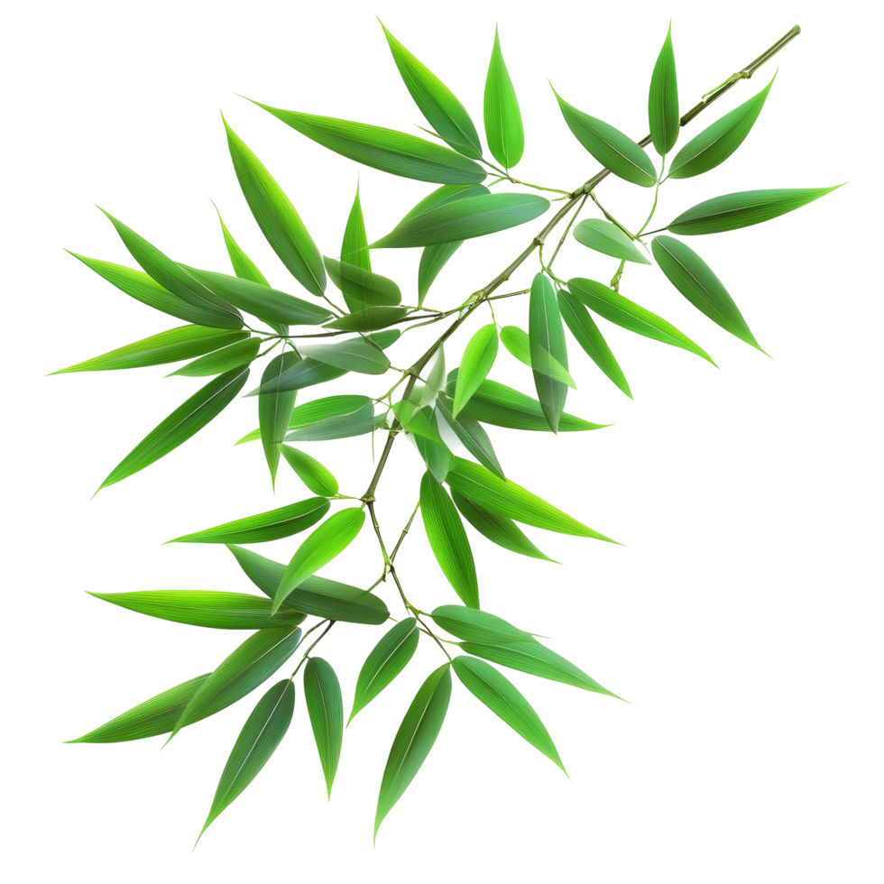 Bamboo leaves arranged on a transparent background creating a natural, fresh aesthetic, bamboo leaves isolated on transparent background png