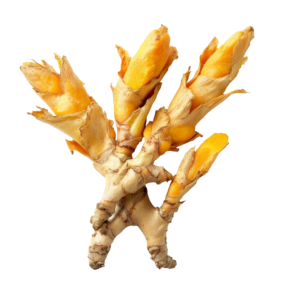 Curcuma xanthorrhiza Roxb Wanchakmotluk roots displayed on transparent background for culinary and medicinal uses, Curcuma xanthorrhiza Roxb. Wanchakmotluk on transparent background png
