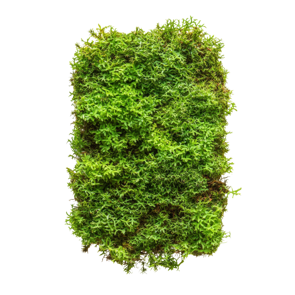 Vibrant green moss isolated on a transparent background showcasing its lush texture and vibrant color, Green moss isolated on transparent background png
