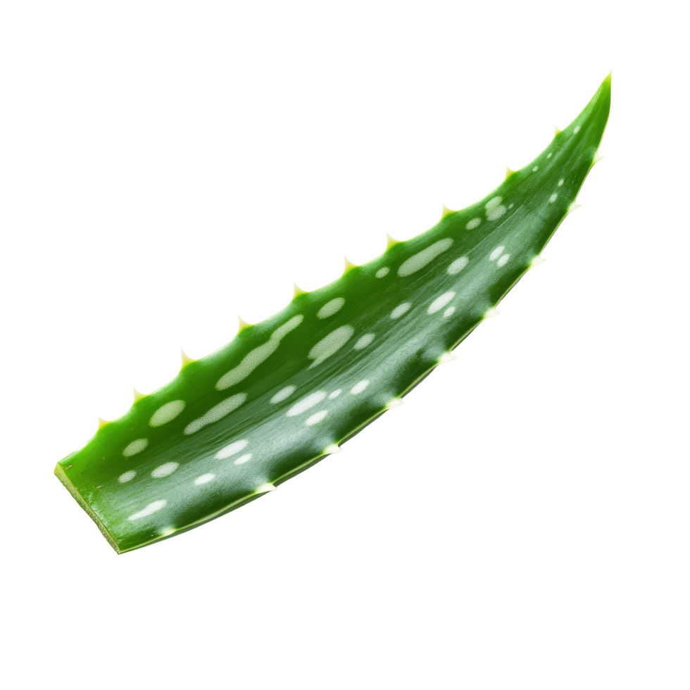 Vibrant aloe vera leaf on a transparent background, perfect for health and wellness applications, fresh green aloe vera leaf on transparent backgroundfile png