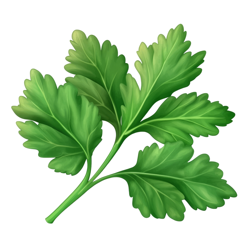 Fresh celery mint parsley leaves displayed on a transparent transparent background for culinary use, Celery Mint Parsley leaf isolated on trransparent png