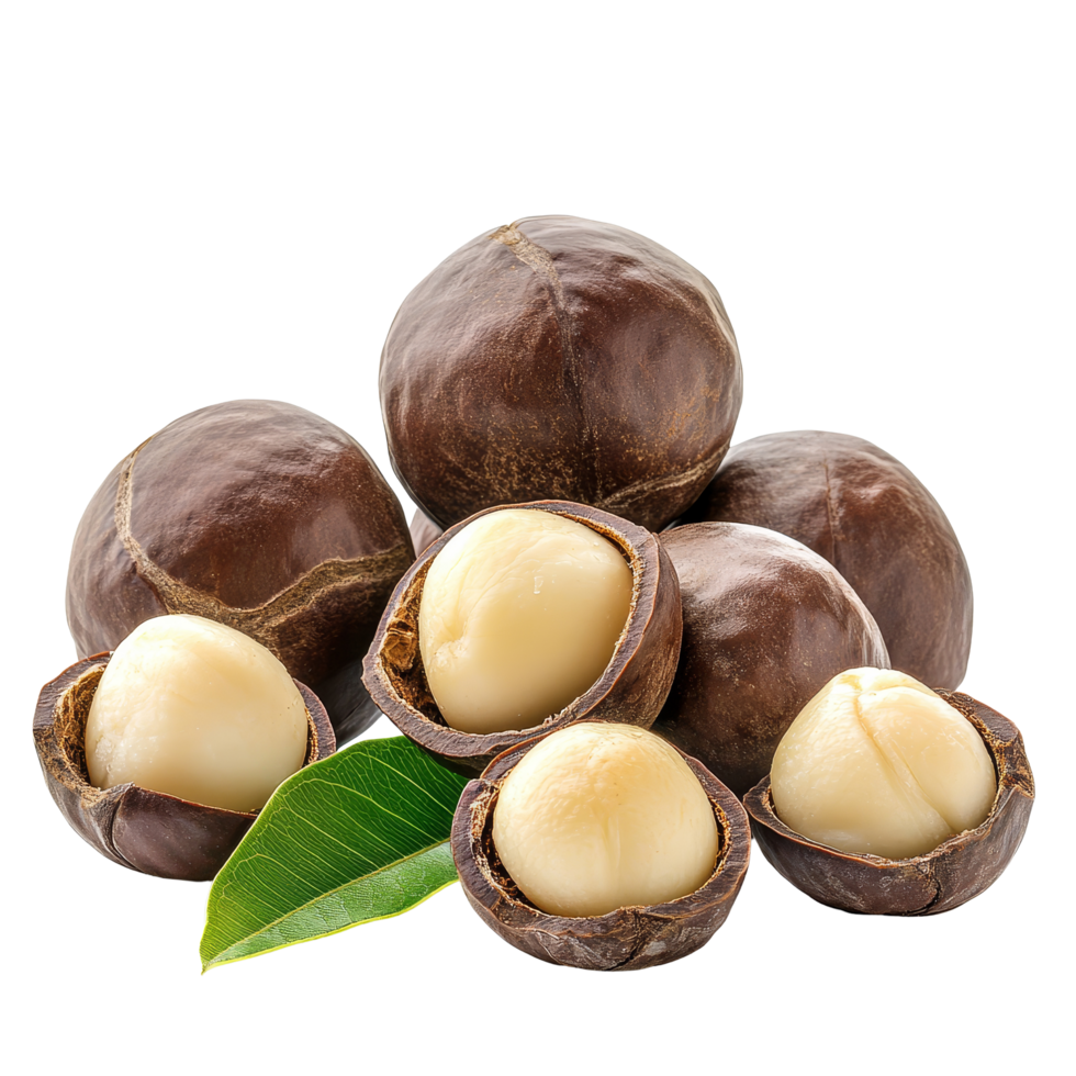 Fresh macadamia nuts and shells displayed isolated on a clean transparent background for culinary use, fresh macadamia nuts isolated on transparent background png