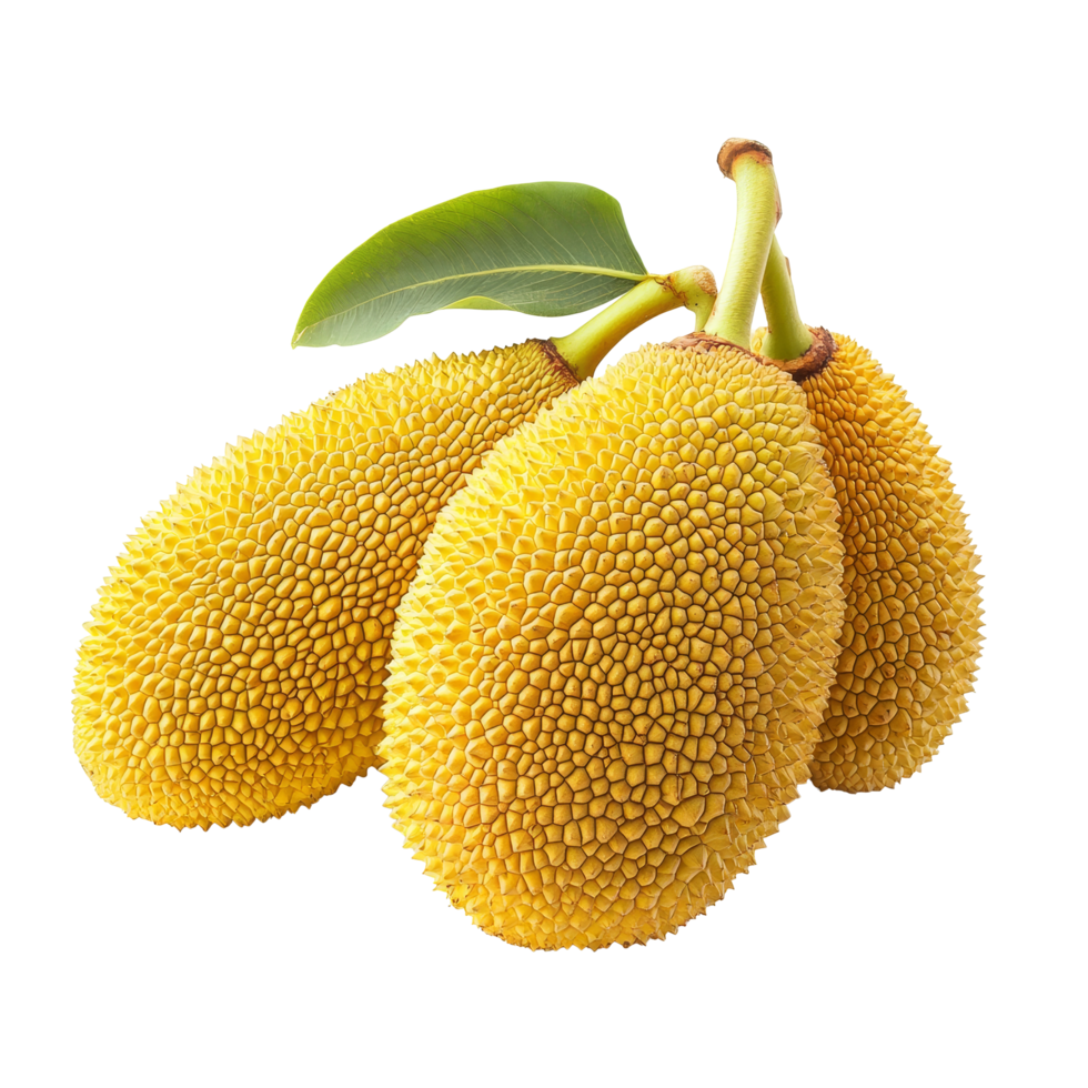 Ripe jackfruits isolated on a pristine transparent background showcasing their unique texture and vibrant color, ripe jack fruits isolated on transparent background png