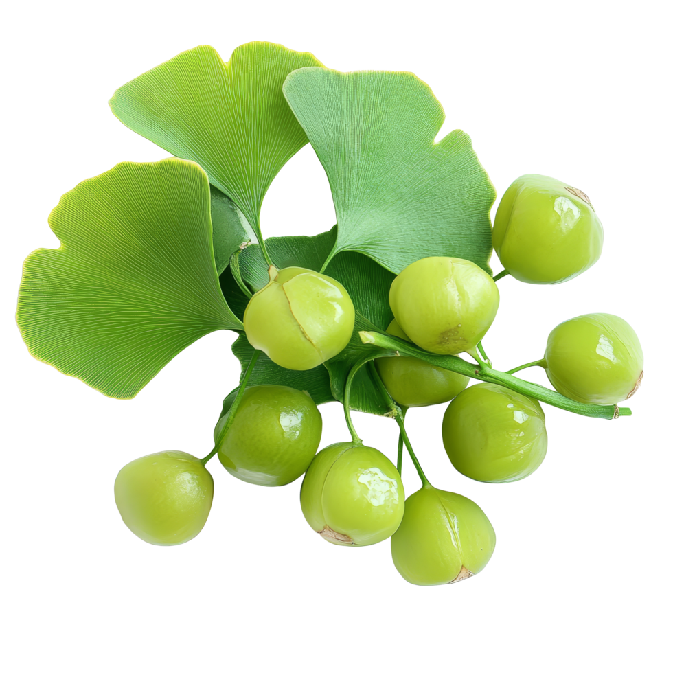 Ginkgo biloba fruit and leaves displayed on a transparent background, highlighting their unique natural features and colors, Ginkgo biloba plant fruit on a transparent background png