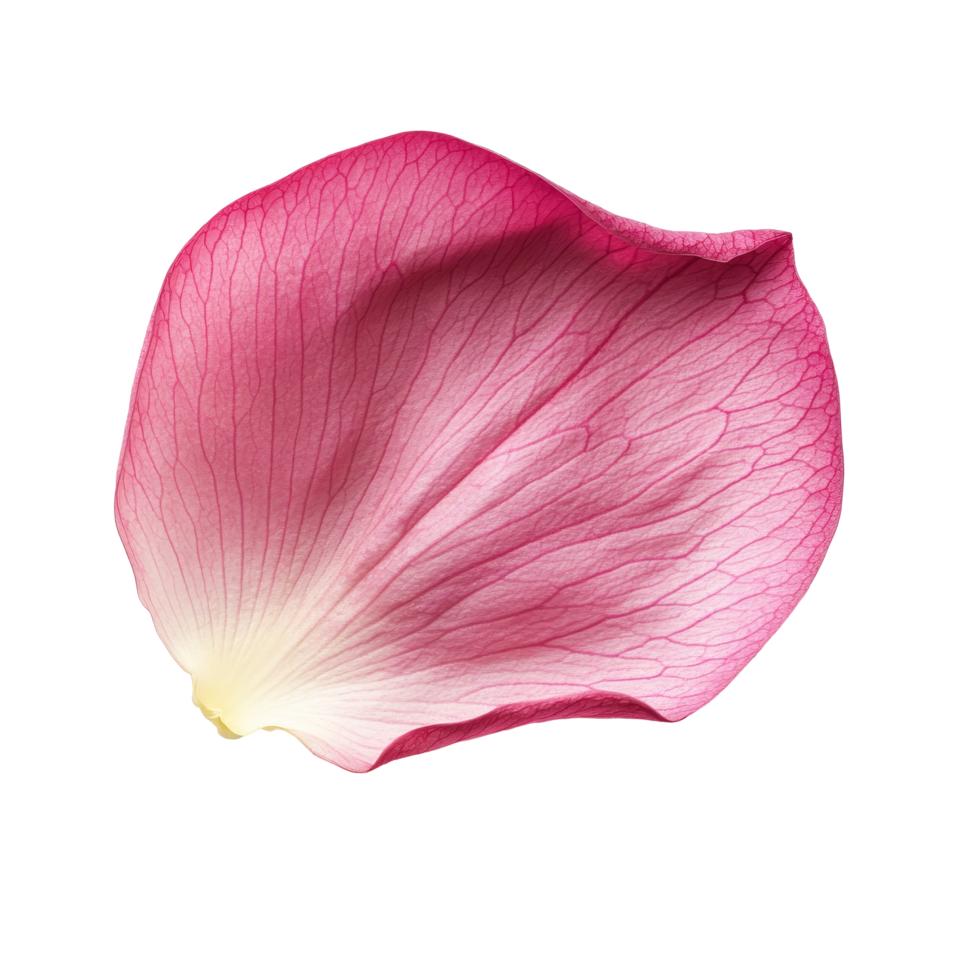 Closeup of a delicate pink lotus petal resting on a transparent background, showcasing intricate textures and natural beauty, Closeup on lotus petal on transparent background png