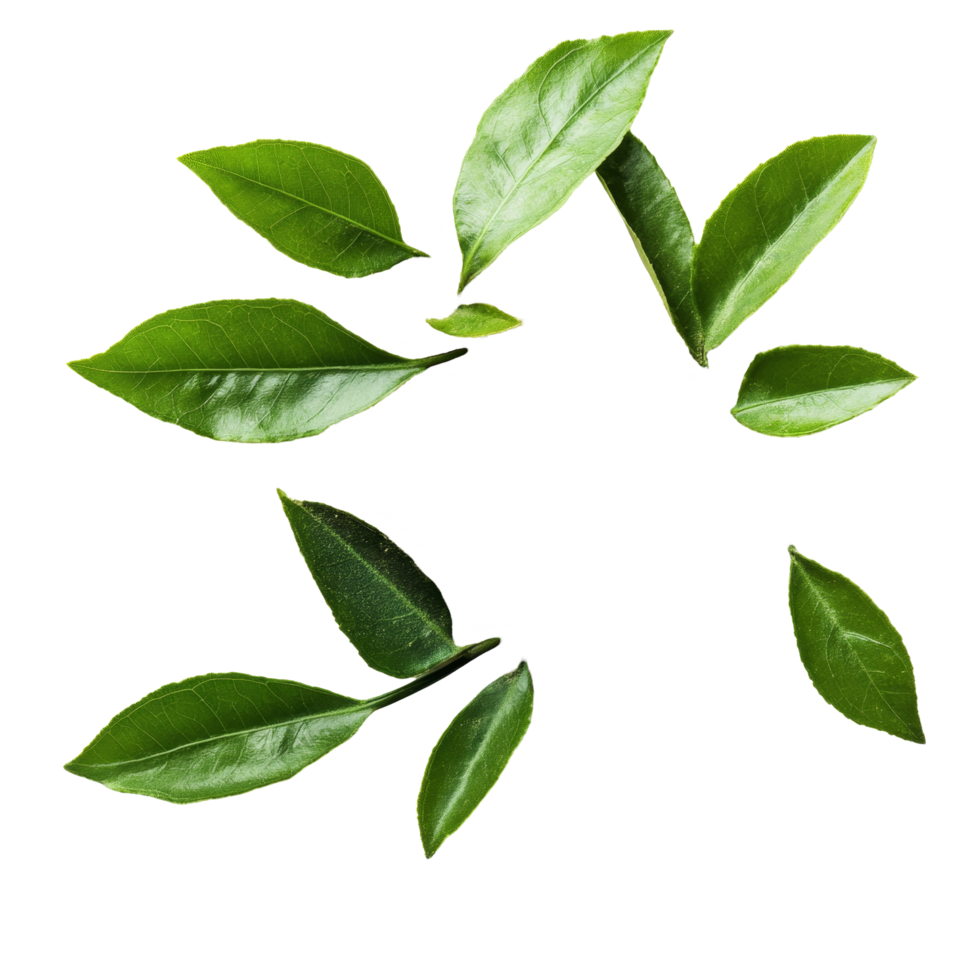Andrographis paniculata powder and green leaves arranged artistically for herbal remedy display, Kariyat or Andrographis paniculata powder and green leaves on transparent background png