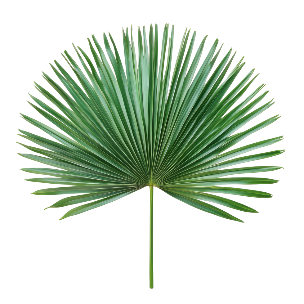 Tropical green fan palm leaf against a clean transparent background showcasing its unique shape and texture, tropical nature green fan palm leaf on transparent backgroundfile png