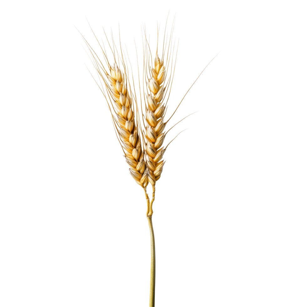 Wheat ear with grains isolated against a solid transparent background for agricultural and culinary use, wheat ear isolated on solid transparent background png
