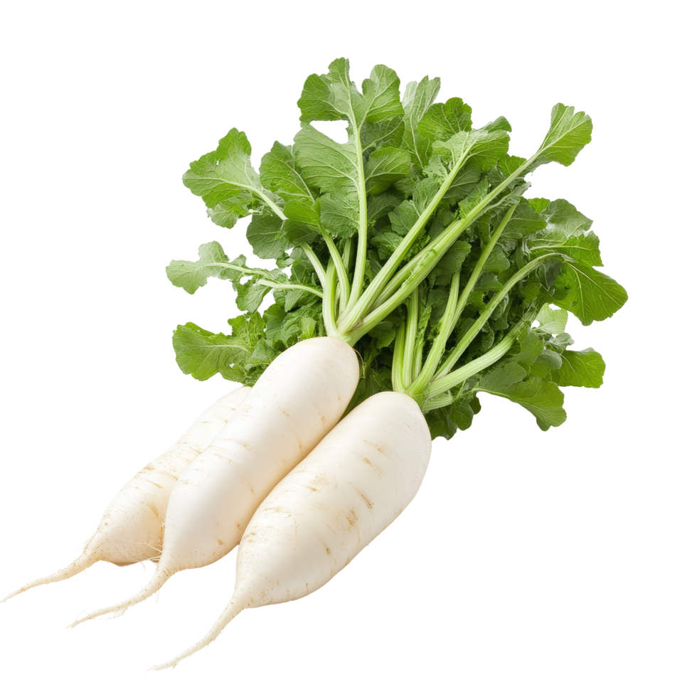 Fresh daikon radishes with green leaves on a transparent background showcasing their natural characteristics and healthy appearance, Daikon radishes isolated on transparent background png