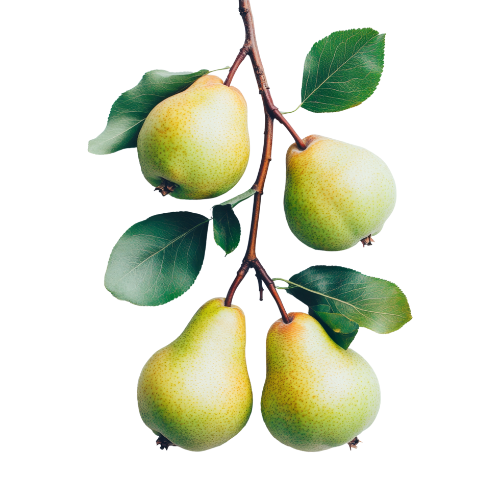 Delicious ripe pears hanging on a branch with leaves against a clean transparent background, Branch of delicious Pear on whtie background cutouts png