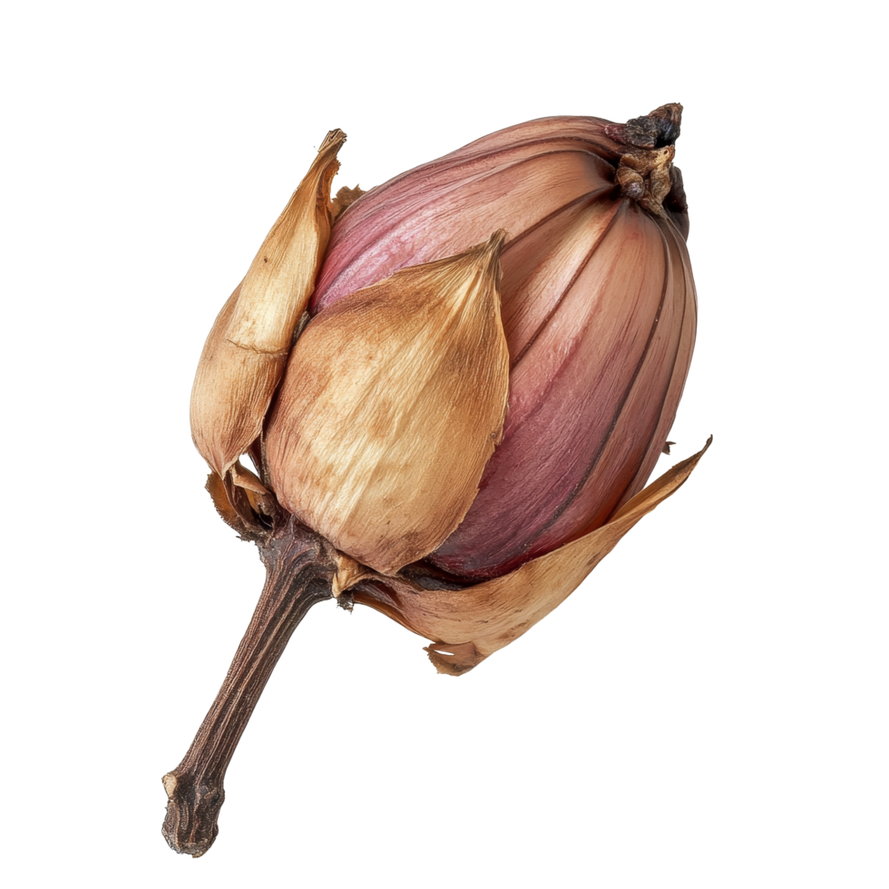 Kaempferia plant closeup on a transparent background showcasing its unique bulbous structure and natural textures, Kaempferia on transparent background png