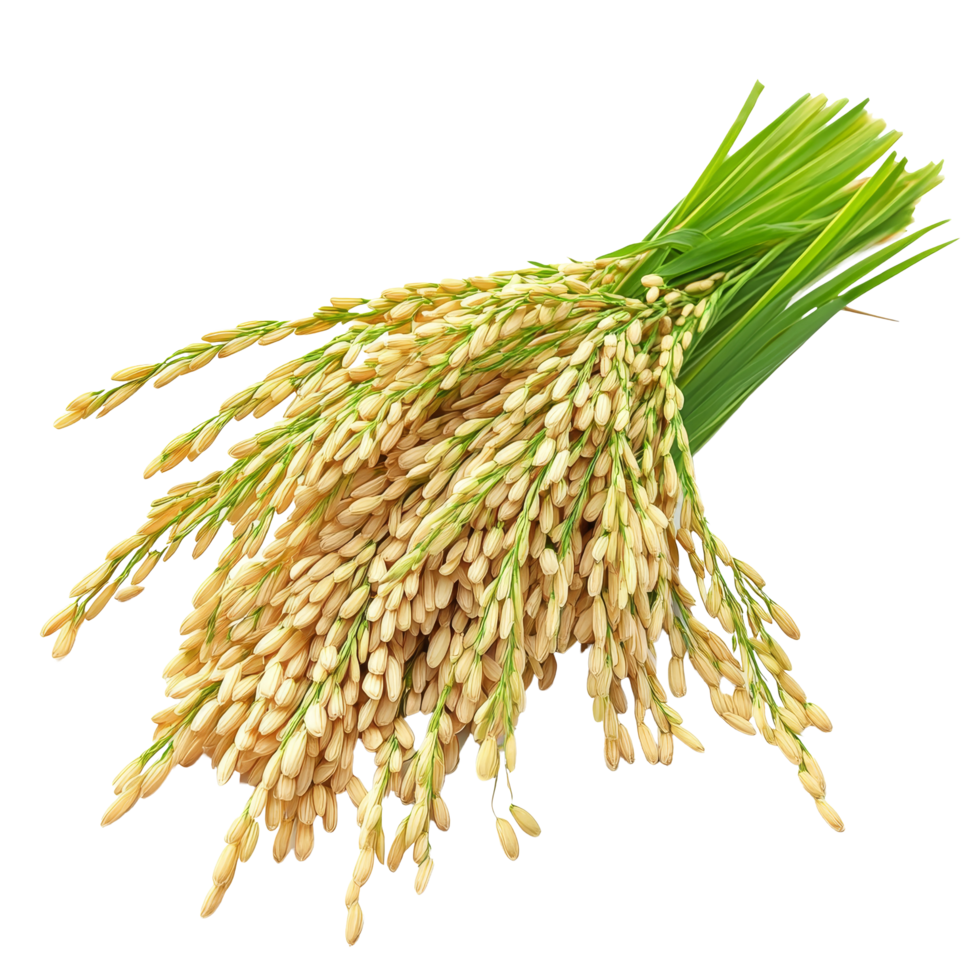 Freshly harvested paddy rice grains isolated against a clean transparent background showcasing agricultural produce, paddy rice isolated on on transparent background png