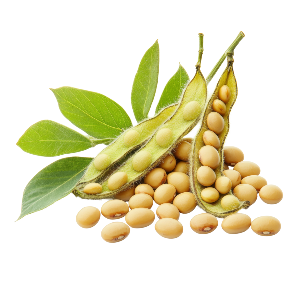 Freshly harvested soybeans and pods on a clean transparent background showcasing their natural beauty and nutrition, Soybeans isolated on transparent background png
