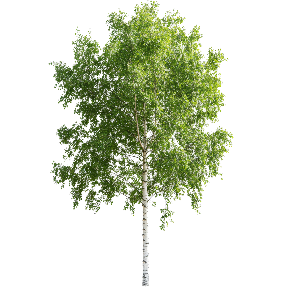 Isolated summer green birch tree with vibrant leaves perfect for naturethemed designs and backgrounds, Summer green birch tree, file of isolated object on transparent background png