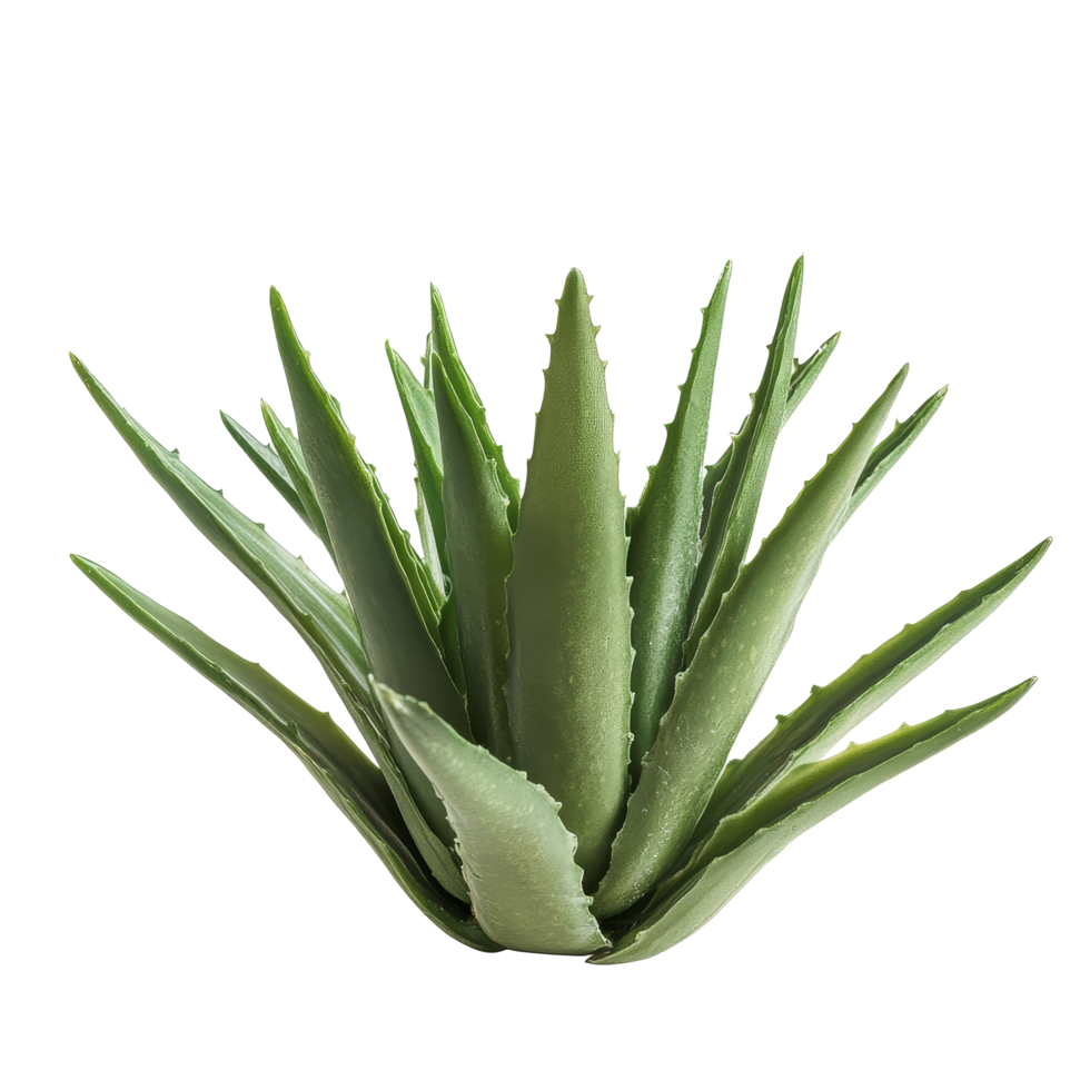 Aloe vera plant with movement captured in a clean transparent background setting, Aloe Vera with movement isolated png