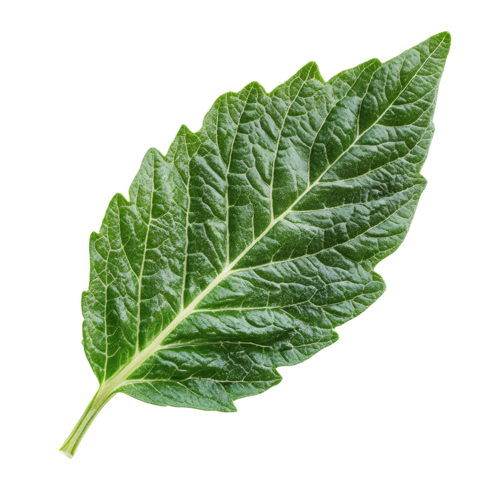 Isolated tomato leaf showcasing intricate details against a clean transparent background for botanical study and reference, Tomato leaf isolated on transparent background png