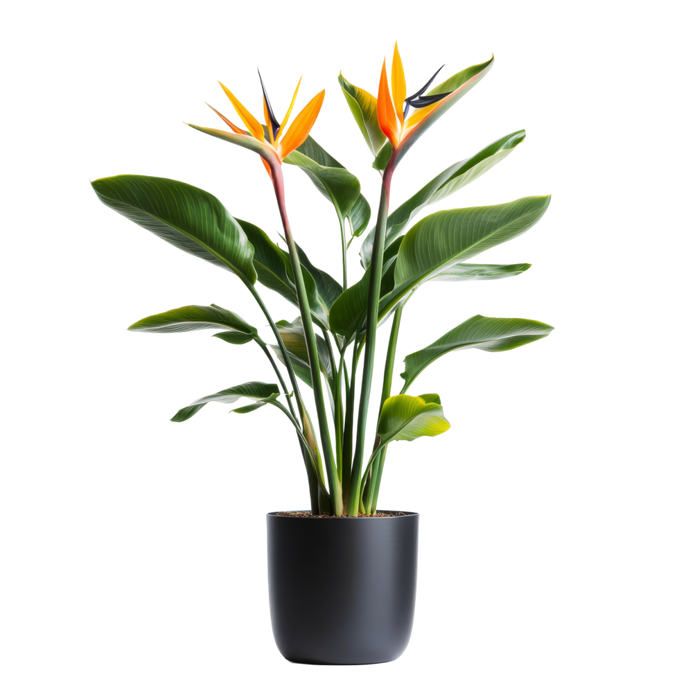 Elegant bird of paradise plant in a stylish pot set against a bright transparent background, Bird of paradise plant with pot isolated transparent background png