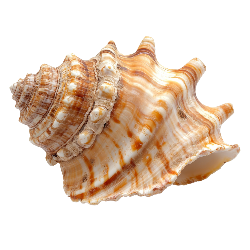 A beautifully patterned seashell isolated on a transparent background, showcasing its intricate texture and natural colors, Isolated seashell on transparent background png