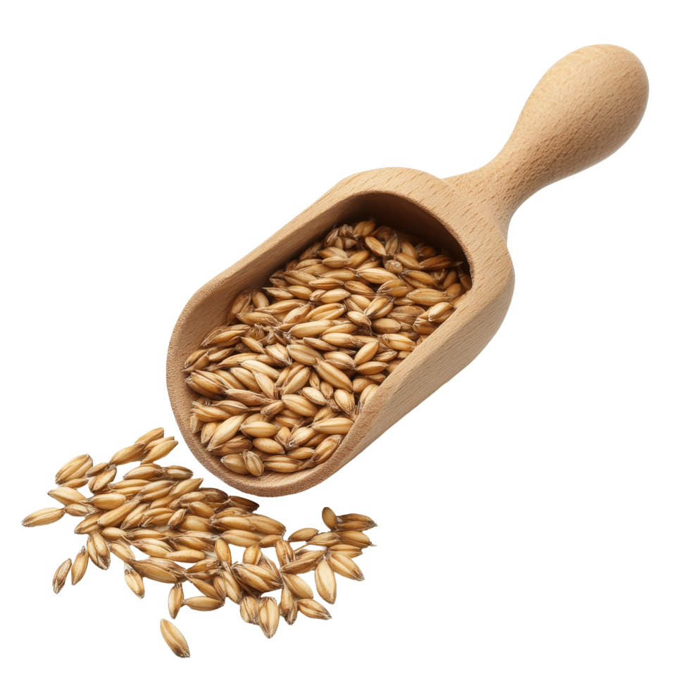 Barley grains in a wooden scoop against a transparent background for culinary or agricultural uses, Barley Grains tn the scoop Isolated on transparent background png
