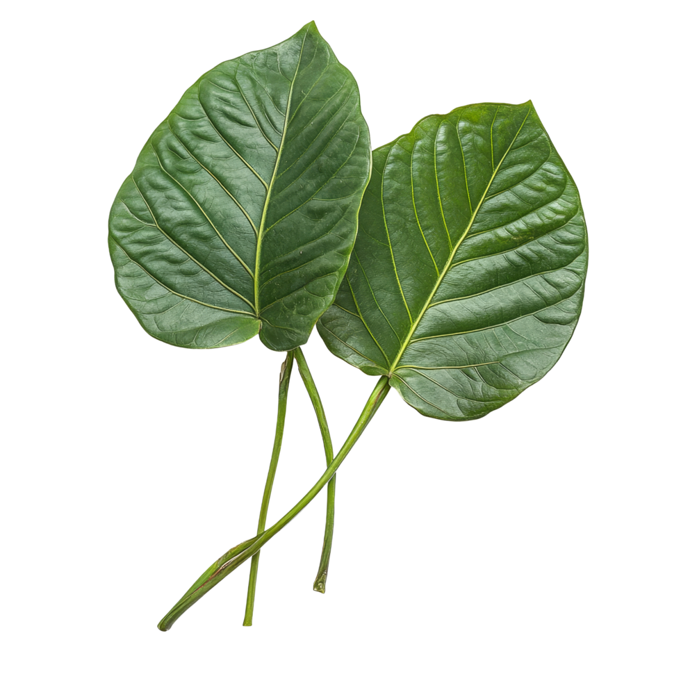 Stephania pierrei Diels leaves from Thailand showcasing their vibrant green color and rich texture for herbal use, Stephania pierrei Diels thailand herbswith leaf on transparent background png