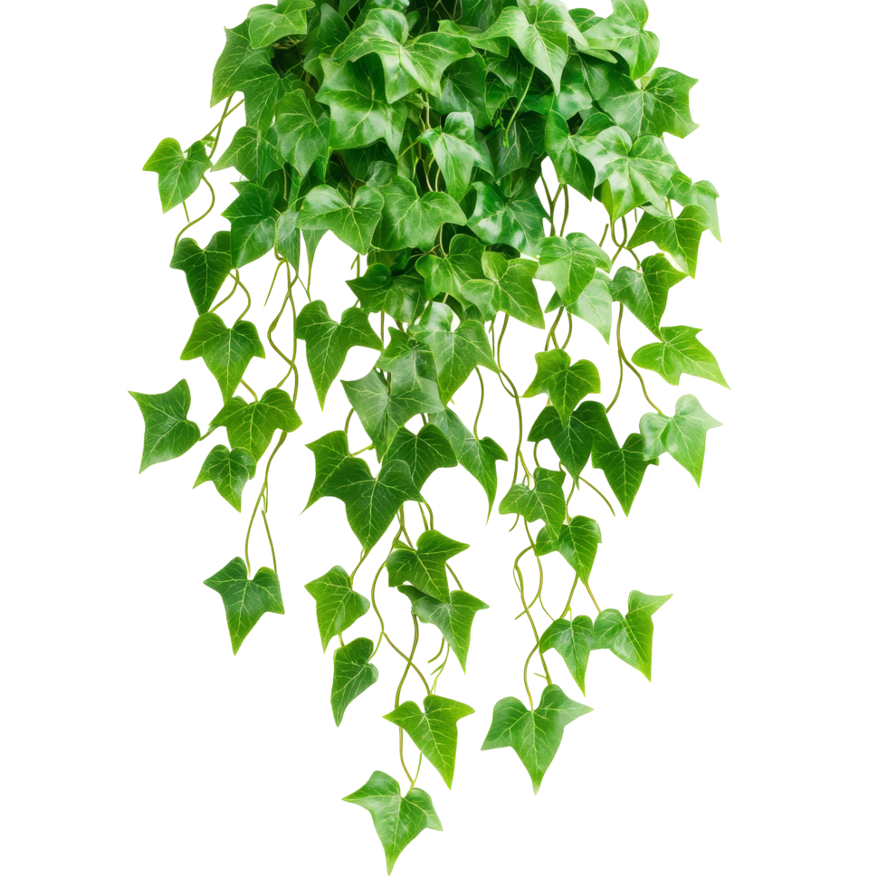 Isolated green hanging ivy leaves on a transparent background showcasing natural beauty and simplicity, green hanging ivy leaves isolated on transparent background png