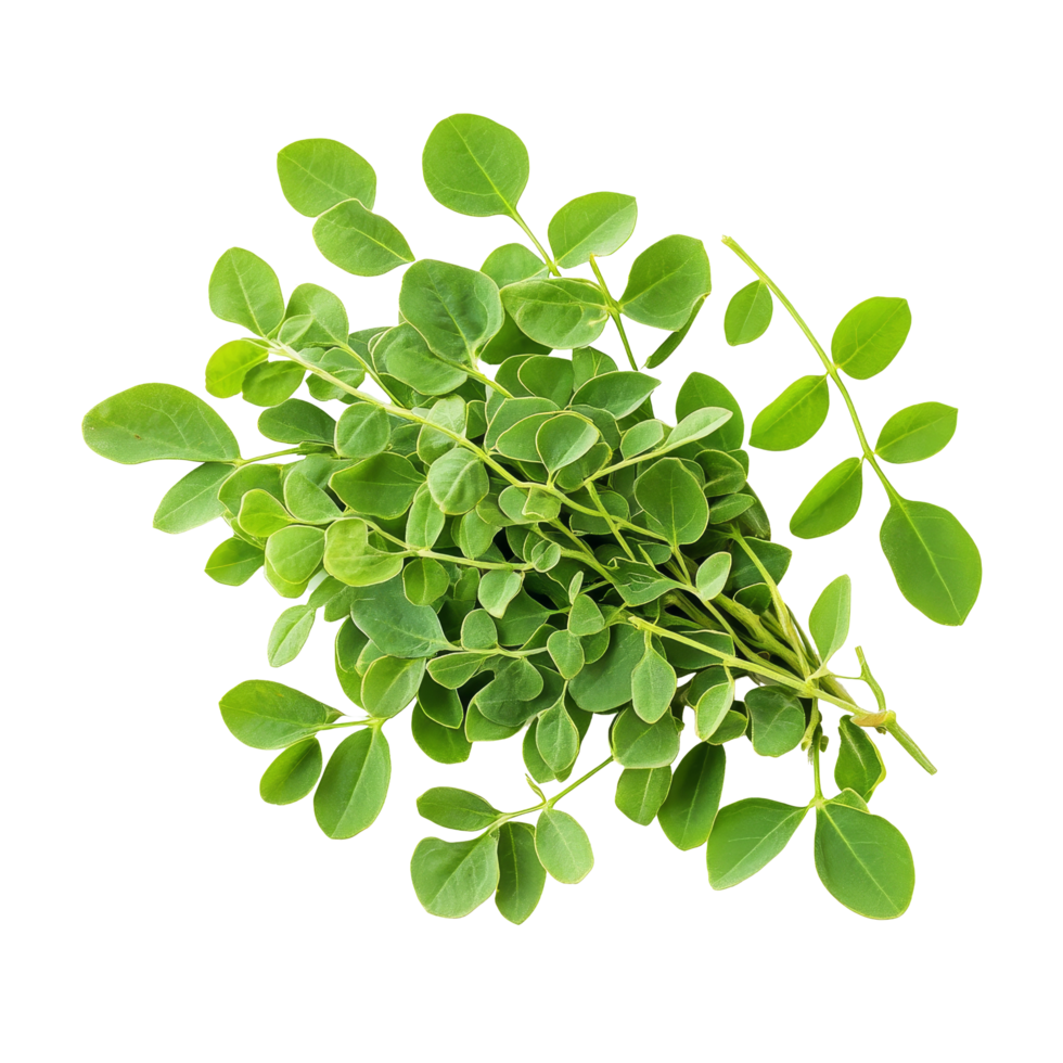 Fresh moringa leaves displayed on a transparent background, highlighting their vibrant green color and health benefits, Moringa herbs on transparent background png