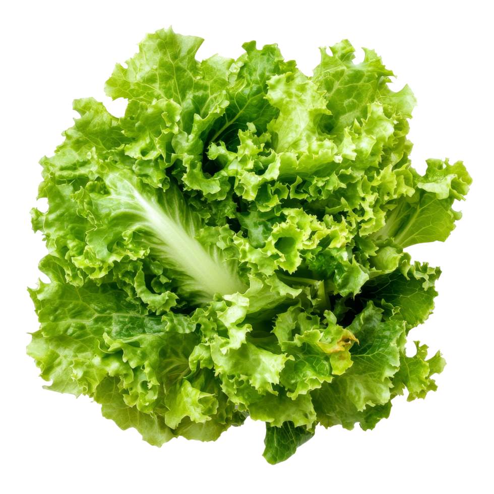 Fresh green frillies iceberg lettuce showcasing vibrant leaves on a crisp transparent background, green frillies iceberg lettuce on transparent background png