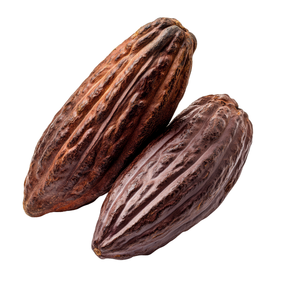 Ripe cocoa fruits display their rich texture and earthy colors against a clean transparent background, ripe cocoa fruits isolated on transparent background png