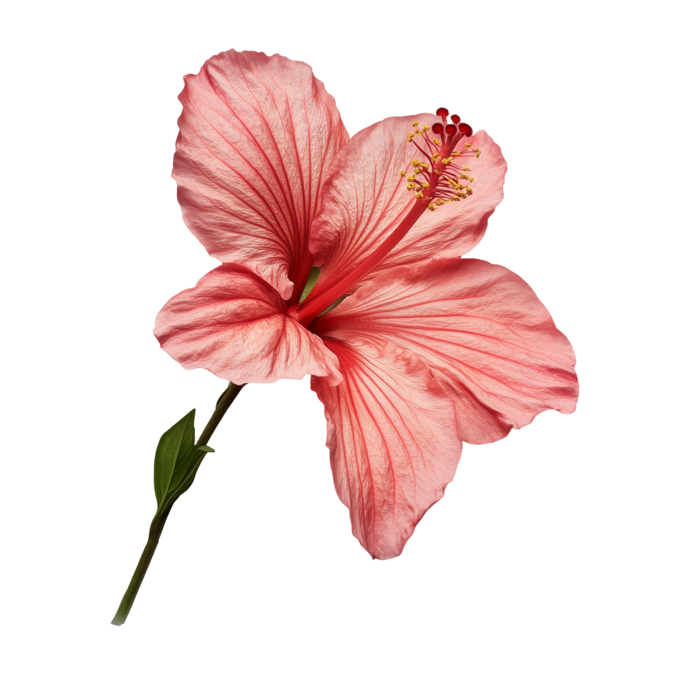 Delicate pink hibiscus flower isolated on a clean transparent background showcasing its detailed petals and structure, single fresh flower isolated on transparent background png